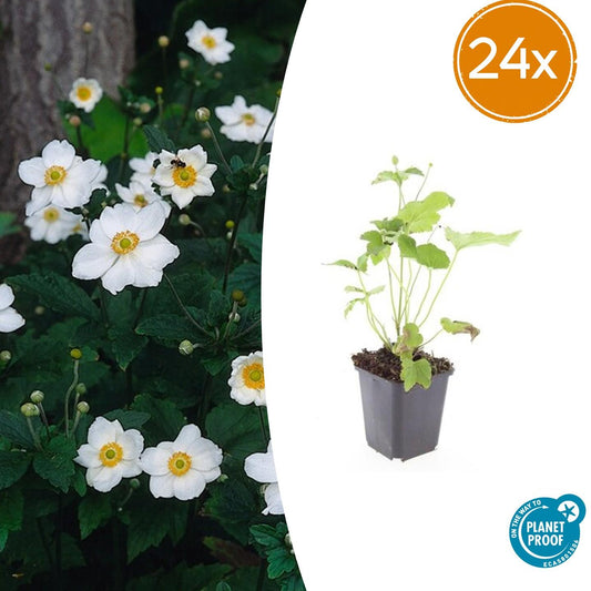 Anemone hyb. 'Honorine Jobert' – 24 Pflanzen – ↕10-25cm – Ø9cm – Herbstanemone – Weiße Blüten – Sonne & Halbschatten – Pflegeleicht – Beete & Schnittblume
