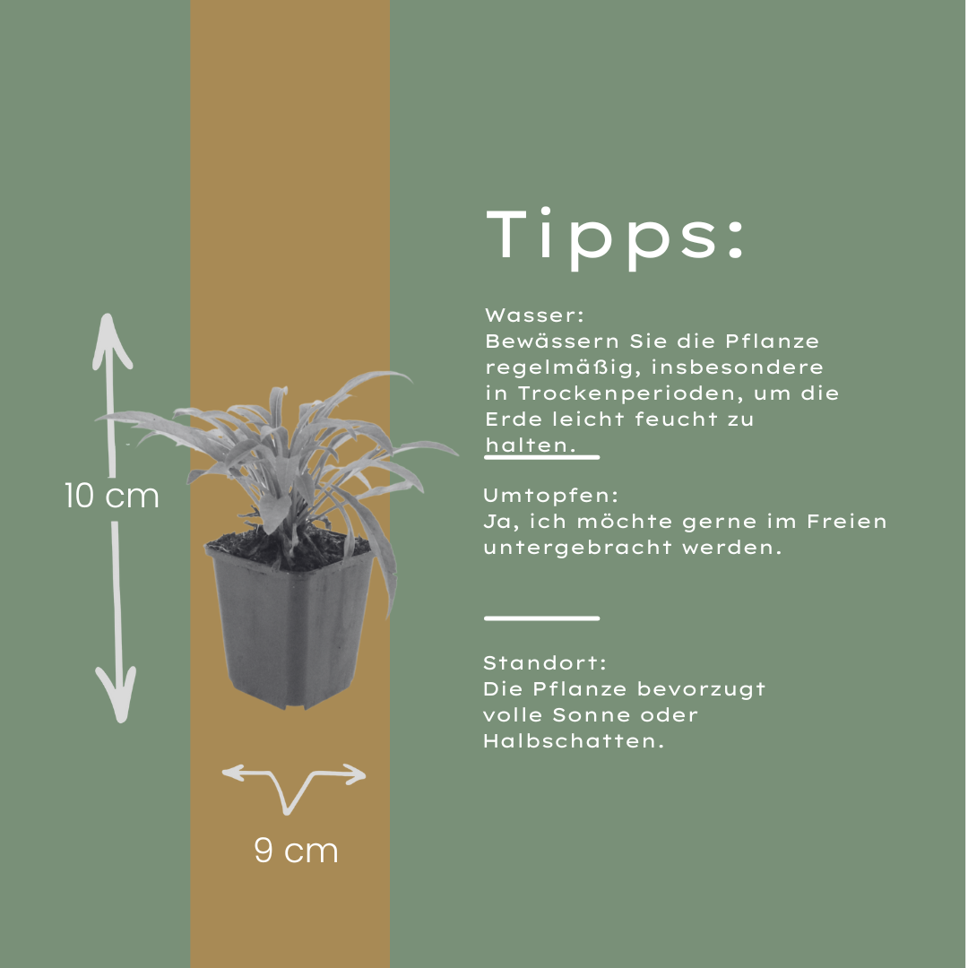 Campanula portenschlagiana – 60 Pflanzen Dalmatiner-Glockenblume – 10-25cm – Ø9cm – Winterharte Bodendecker Staude – Blühpflanze für Garten, Mauer & Steingarten