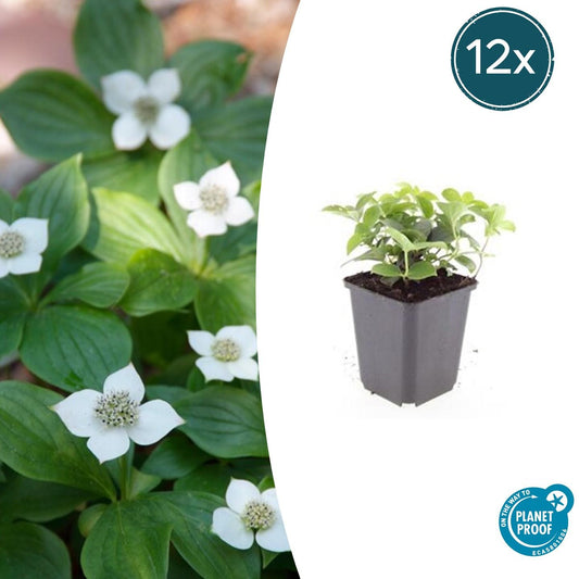 Kanadischer Hartriegel Cornus canadensis – ↕10-25cm – Ø9cm – 12 Pflanzen – Bodendecker-Pflanze – Immergrün – Schattentauglich – Für Beete & Garten