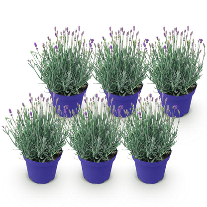 Green boutiQ - Gartenpflanze - Lavandula angustifolia Hidcote - Lavendel - Winterhart - Lila - 6 Pflanzen - Topf 12cm - Höhe 15-25cm 