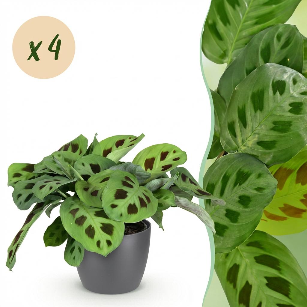 Green boutiQ - Zimmerpflanze - Maranta Fascinator Kerchoveana - Zebrapflanze - Haustierfreundliche Pflanze - Grün - 4 Pflanzen - mit Potter Grau - Topf 12cm - Höhe 25cm 