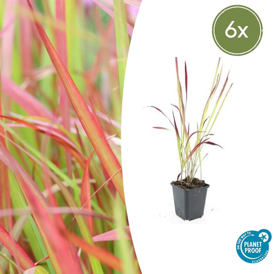 Japanisches Blutgras Imperata cylindrica 'Red Baron' – ↕10-25cm – Ø9cm – 6 Pflanzen – Winterhartes Ziergras mit roten Blattspitzen