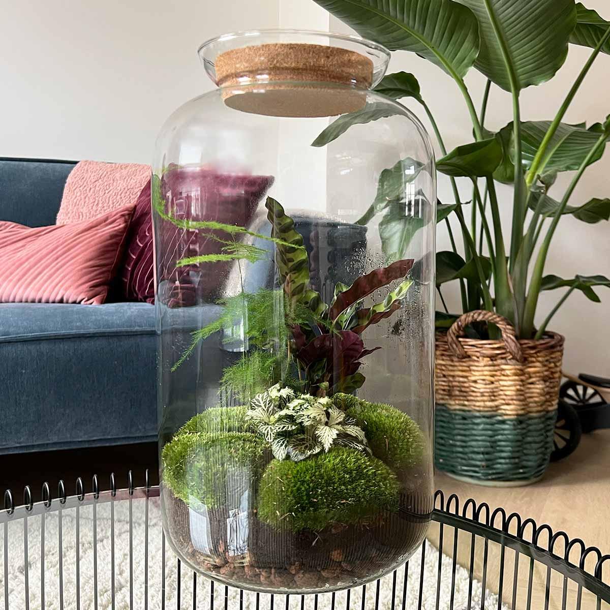 Flaschengarten Botanical Sven XL – DIY Bausatz Terrarium – ↕43cm – Do-It-Yourself Pflanzen-Set mit Korkdeckel – Autarkes Ökosystem – Inkl. Calathea, Fittonia & Moos – Für Zuhause & Büro 