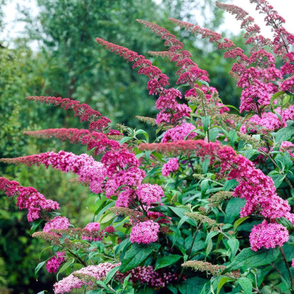 Green boutiQ - Garden Plant - Buddleja davidii Pink Delight - Butterfly Bush - Hardy - Pink - 3 Plants - Pot 17cm - Height 45cm 