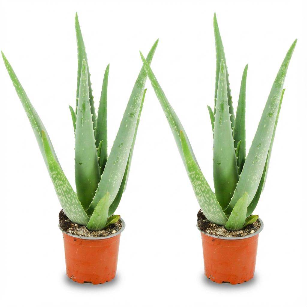 Aloe Vera – 2 Pflanzen – Ø10,5cm – Höhe 35–40cm – Pflegeleichte Sukkulente – Heilpflanze mit fleischigen Blättern – Ideal für Fensterbank & Wohnraum 