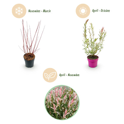 Flamingo-Weide – Salix 'Flamingo' – Topf Ø17cm – Höhe 40-50cm