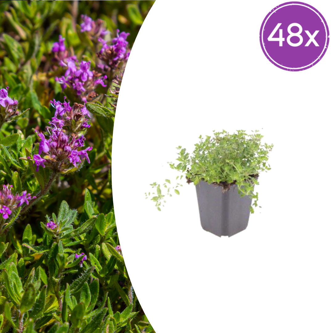 Thymus serpyllum Set – 48 Pflanzen Ø9cm – Duftender Sand Thymian Bodendecker – Winterhart trockenheitsresistent niedrig wachsend – Für Wege Steinfugen Garten Terrasse Bienenfreundlich 