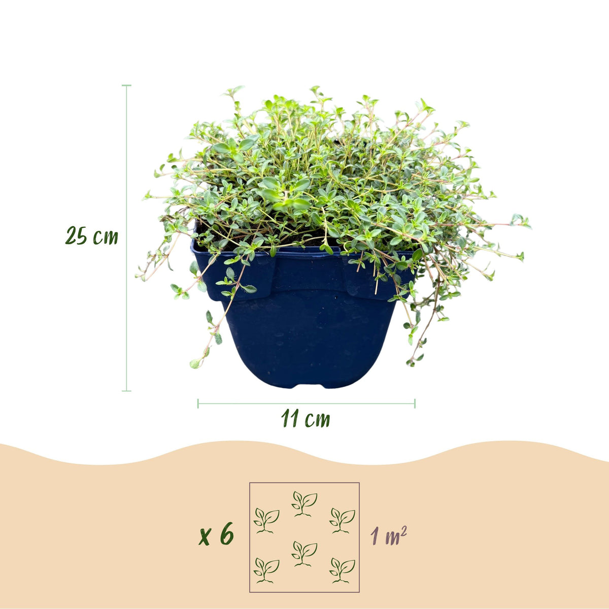 Kriech-Thymian 'Minor' – Thymus praecox 'Minor' – 6 Pflanzen – Topf Ø11cm – Bienenfreundliche Staude für Garten & Balkon