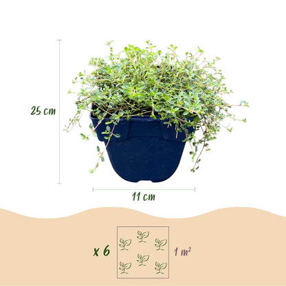 Kriech-Thymian 'Minor' – Thymus praecox 'Minor' – 6 Pflanzen – Topf Ø11cm – Bienenfreundliche Staude für Garten & Balkon