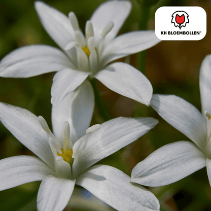 Vogelmilch (Ornithogalum) – 30 Blumenzwiebeln – weiße sternförmige Blüten – Frühlingsblumenzwiebeln – ideal für Rabatten & Naturgärten 
