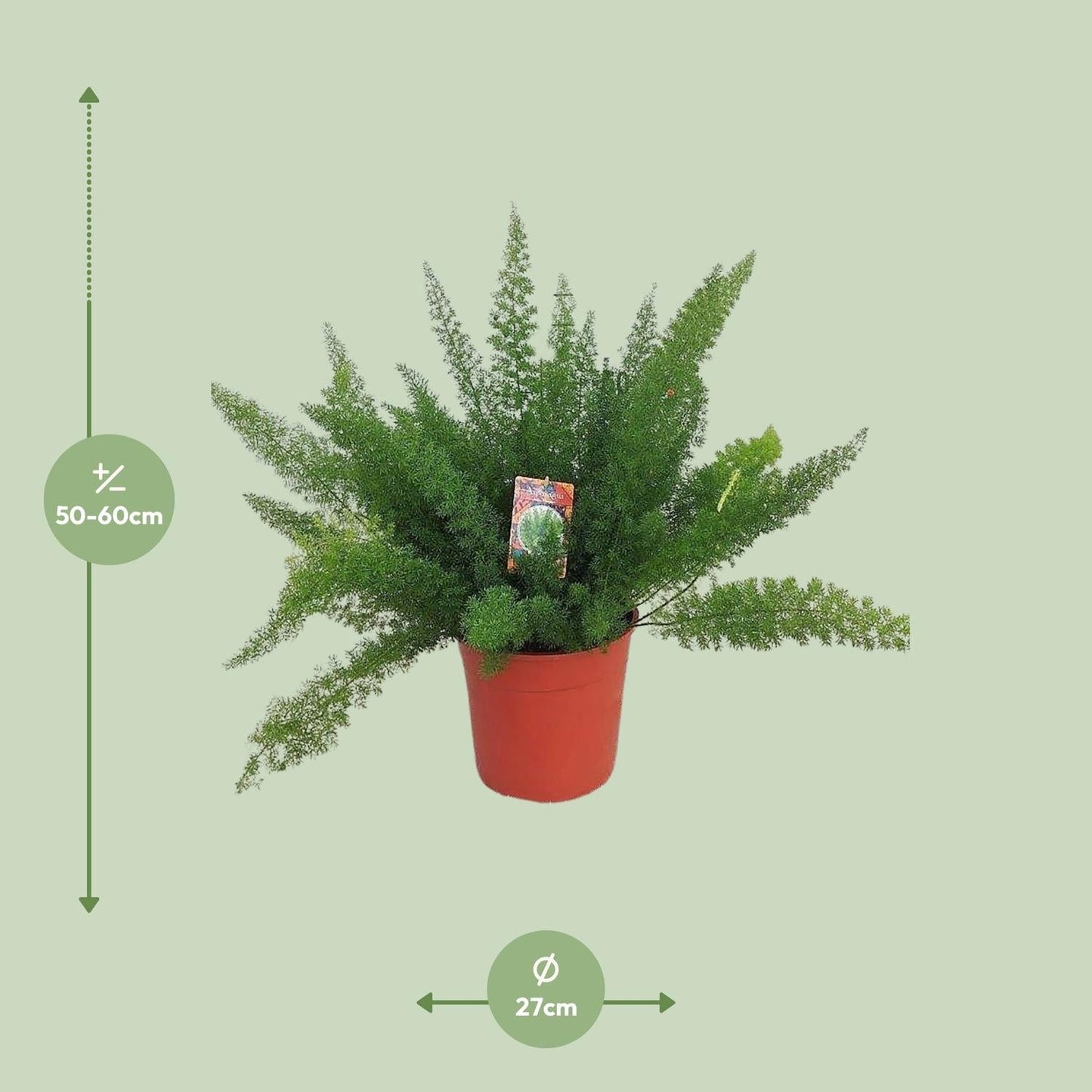Spargelfarn – Asparagus Densiflorus 'Meyeri' –  Zimmerpflanze – Luftreinigend – Ø27cm – ↕60cm – Pflegeleicht & dekorativ – Ideal für Halbschatten 
