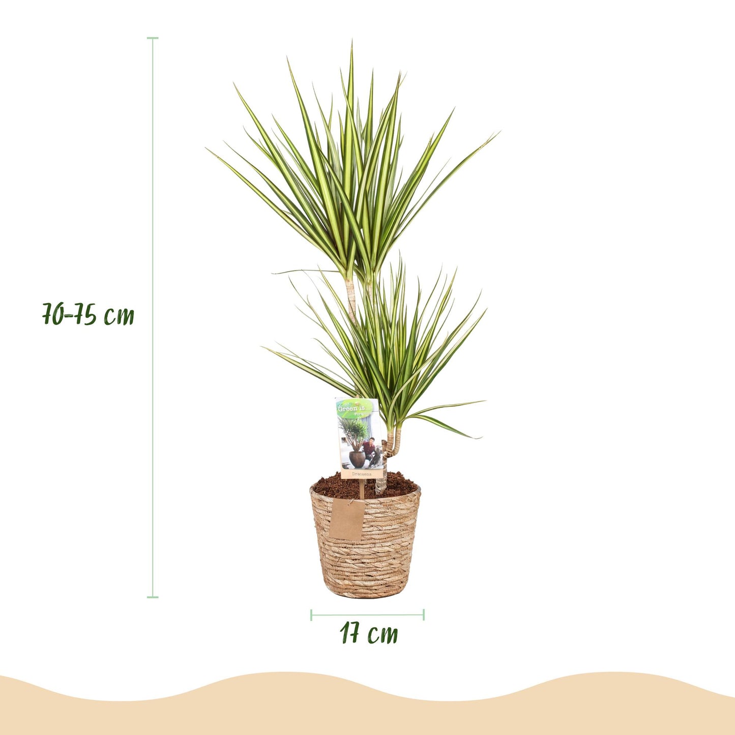 Green boutiQ - Zimmerpflanzen - Dracaena Sunray - Drachenbaum - Wenig Pflege - mit Korb - Grün - Gelb - 1 Pflanze - Topf 17cm - Höhe 70-75cm 