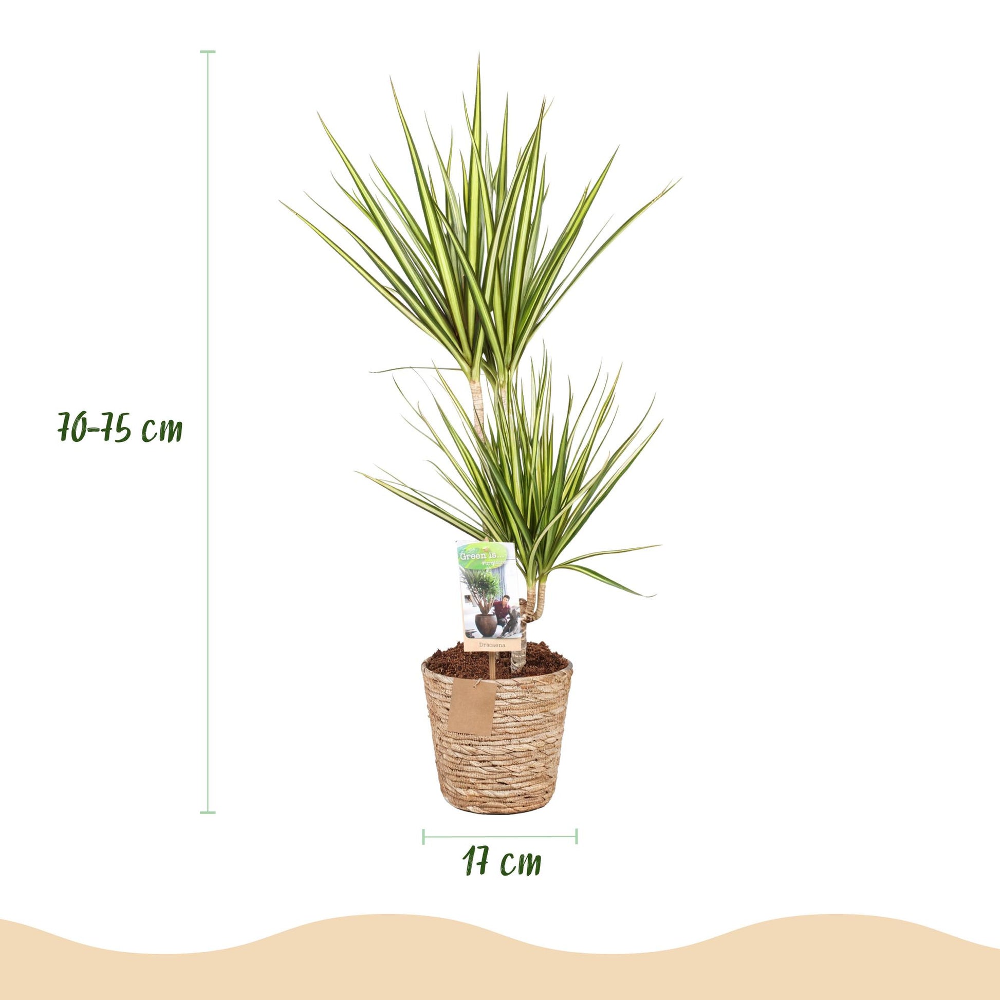 Green boutiQ - Zimmerpflanzen - Dracaena Sunray - Drachenbaum - Wenig Pflege - mit Korb - Grün - Gelb - 1 Pflanze - Topf 17cm - Höhe 70-75cm 