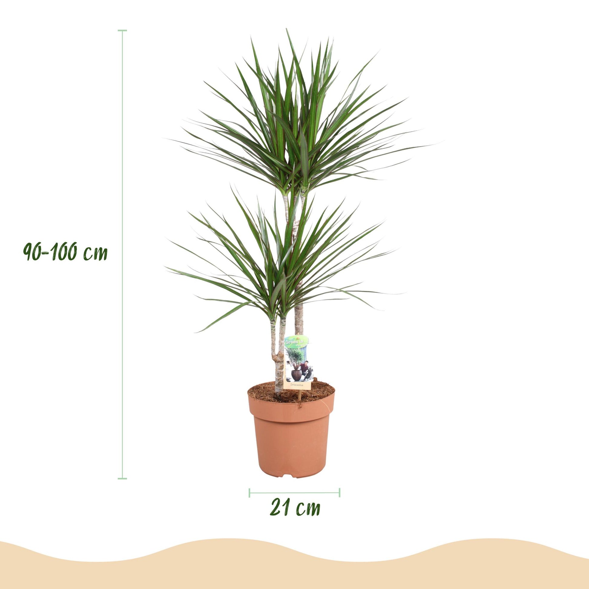 Green boutiQ - Zimmerpflanzen - Dracaena Marginata - Drachenbaum - Wenig Pflege - Grün - 1 Pflanze - Topf 21cm - Höhe 90-100cm 