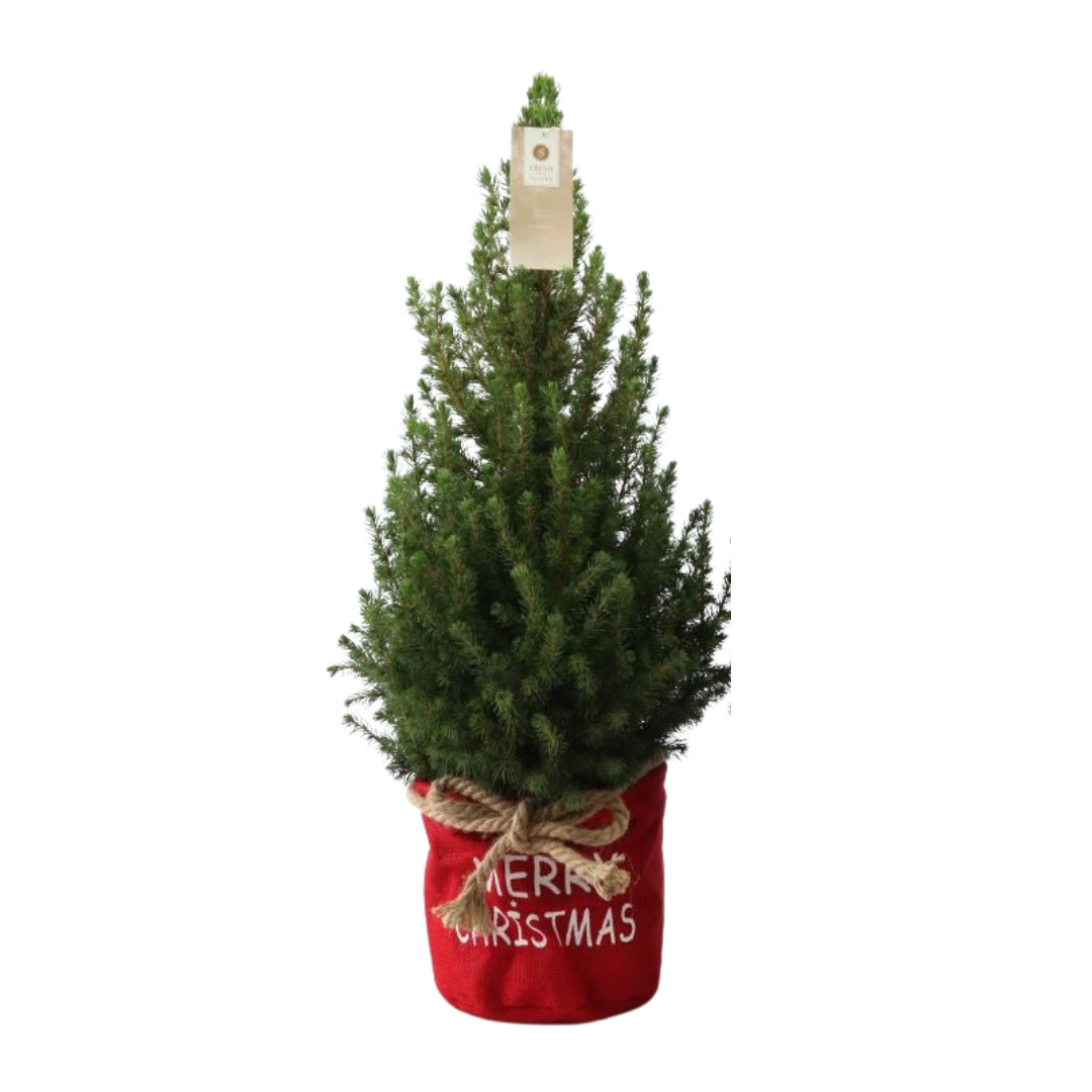 Kleine Weihnachtsbaum in Xmas Bag rot - 70 cm - Picea Glauca Conica - Standalone 