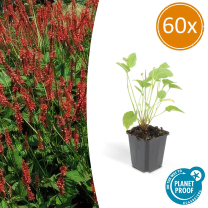 Kerzenknöterich Persicaria amplexicaulis – ↕10-25cm – Ø9cm – 60 Pflanzen – Rote Blüten – Sommerblüher – Pflegeleicht – Sonnig bis Halbschatten