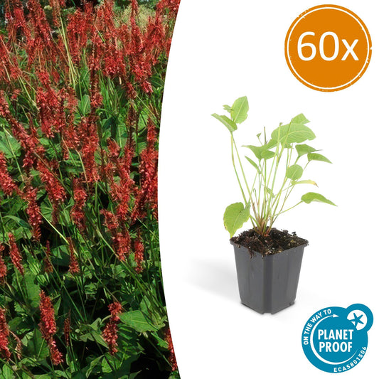 Kerzenknöterich Persicaria amplexicaulis – ↕10-25cm – Ø9cm – 60 Pflanzen – Rote Blüten – Sommerblüher – Pflegeleicht – Sonnig bis Halbschatten