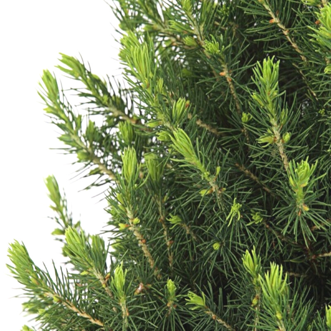 Kleine Weihnachtsbaum in Xmas Bag rot - 70 cm - Picea Glauca Conica - Star lighting including batteries 