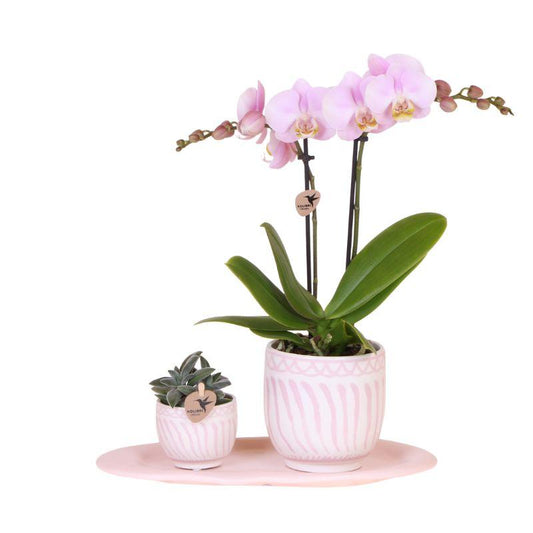 Kolibri Orchids | Gift set Granada roze | Groene plant met roze Phalaenopsis orchidee in Granada sierpotten op roze organisch dienblad 