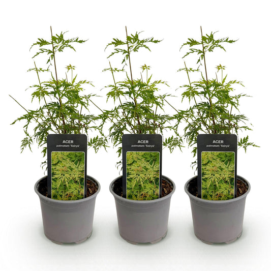 GreenboutiQ - Gartenpflanze - Acer palmatum Seiryu - Grün 3 Pflanzen - Laubabwerfend - Wenig Pflege - Topf 12cm Höhe 35cm 