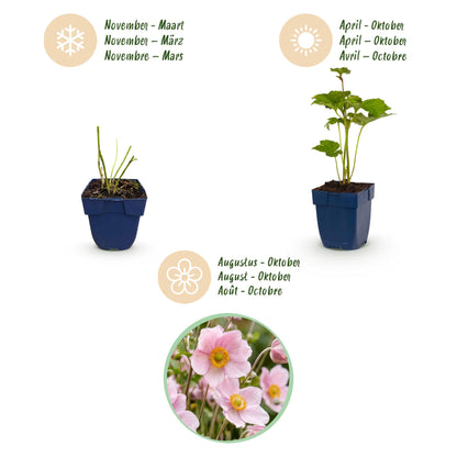 Herbst-Anemone 'Königin Charlotte' – Anemone hybrida 'Königin Charlotte' – 3 Pflanzen – Topf Ø11cm – Bienenfreundliche Staude für Garten & Balkon