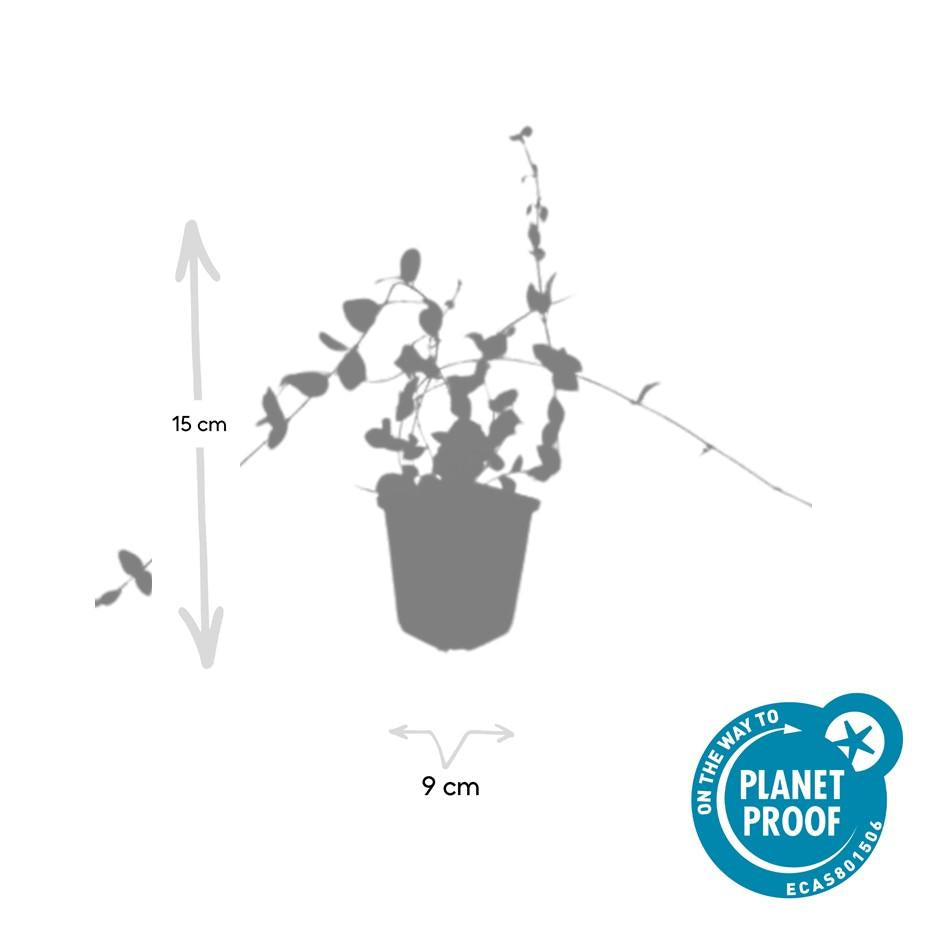 Vinca minor 'Blue and Gold' – 24 Pflanzen – Immergrüner Bodendecker – Blau-lila Blüten – Goldgelbe Blätter – 10–25 cm – Ø9 cm – Schattentolerant & pflegeleicht 