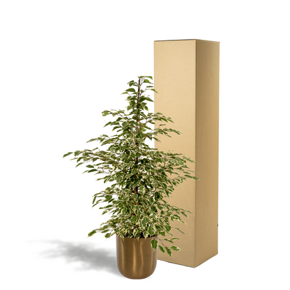 Ficus benjamina Twilight - Ø21cm - ↕95cm + Topf Mayk Gold 