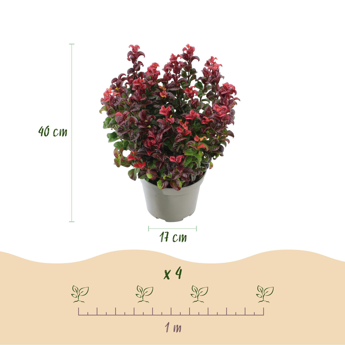 GreenboutiQ - Gartenpflanze - Leucothoe Curly Red - Rot - 2 Pflanzen - Immergrün - Wenig Pflege - Topf 17cm Höhe 40cm 
