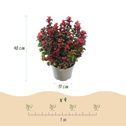 GreenboutiQ - Gartenpflanze - Leucothoe Curly Red - Rot - 2 Pflanzen - Immergrün - Wenig Pflege - Topf 17cm Höhe 40cm 
