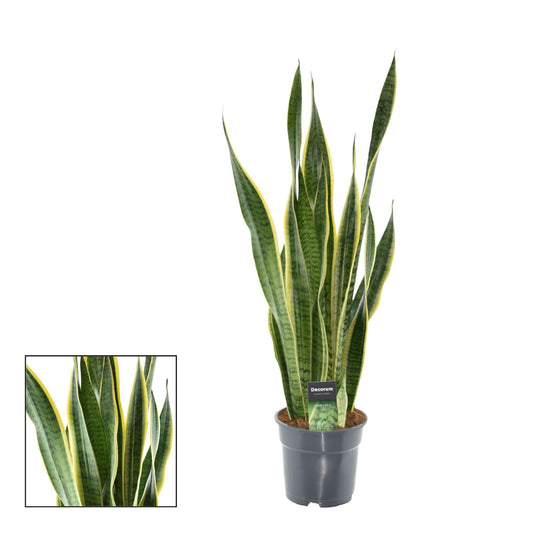 Sansevieria Laurentii XL – Bogenhanf – Ø17cm – Höhe ca. 70cm – Pflegeleichte Zimmerpflanze – Luftreinigend – Für Wohnzimmer, Büro & Schlafzimmer 
