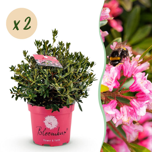 Green boutiQ - Zwerg-Rhododendron - Rhododendron Bloombux Magenta - Blühende Buxus - Wenig Pflege - Rosa Blüte - 2 Pflanzen - Topf 23cm - Höhe 45-55cm 