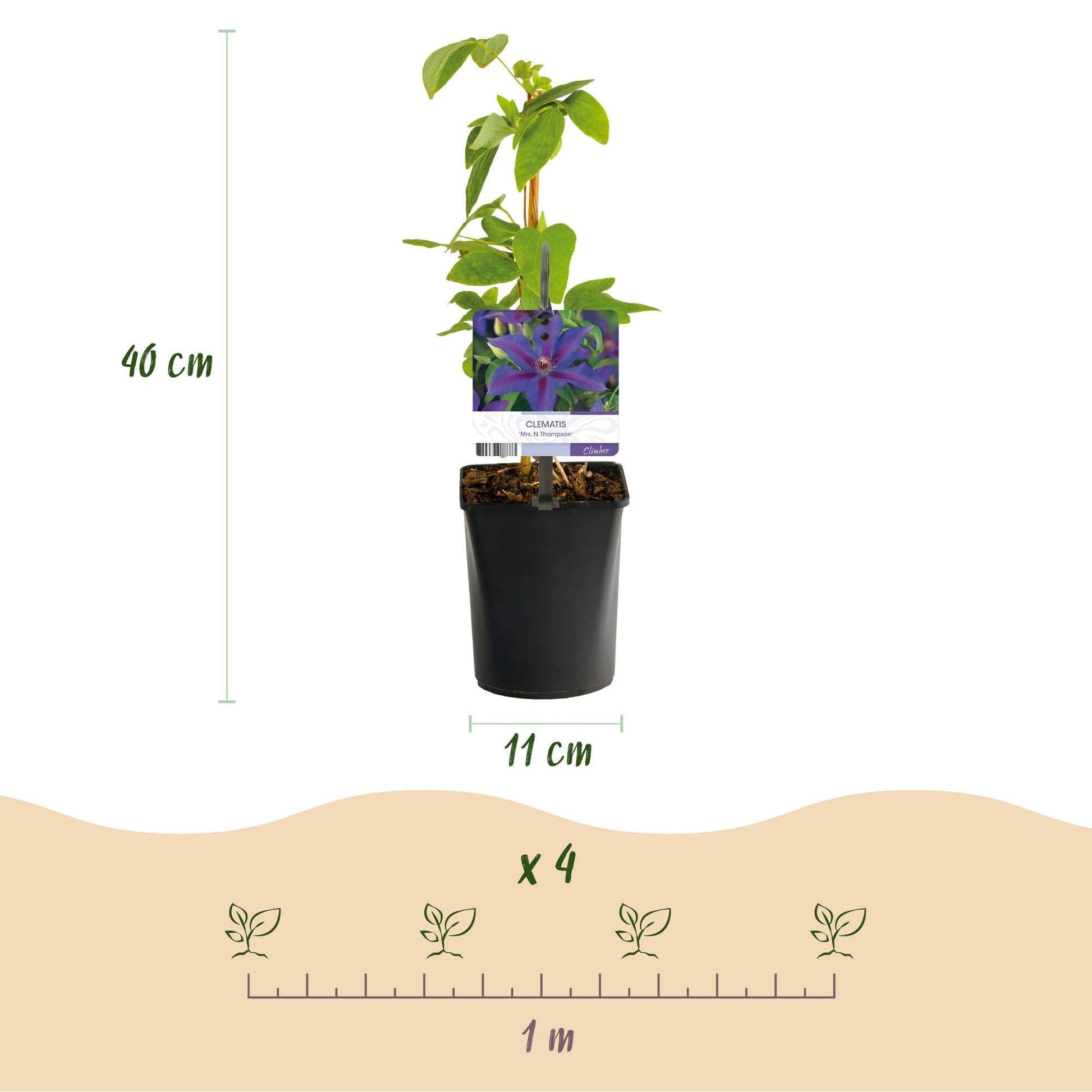 Kletterpflanze Clematis Mrs. N. Thompson – Lila Blüten – Wenig Pflege – 2 Pflanzen – 11 cm Höhe 40 cm – Für Garten, Balkon & Pergolen 