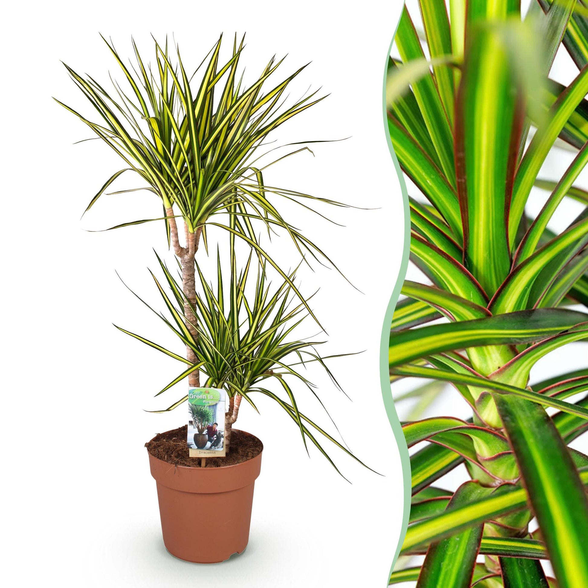 Green boutiQ - Zimmerpflanzen - Dracaena Sunray - Drachenbaum - Pflegeleicht - Grün - Gelb - 1 Pflanze - Topf 21cm - Höhe 90-100cm 