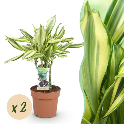 Green boutiQ - Zimmerpflanzen - Dracaena fragrans Diamond Dream - Drachenbaum - Pflegeleicht - Bunt - 2 Pflanzen - Topf 17cm - Höhe 50-55cm 