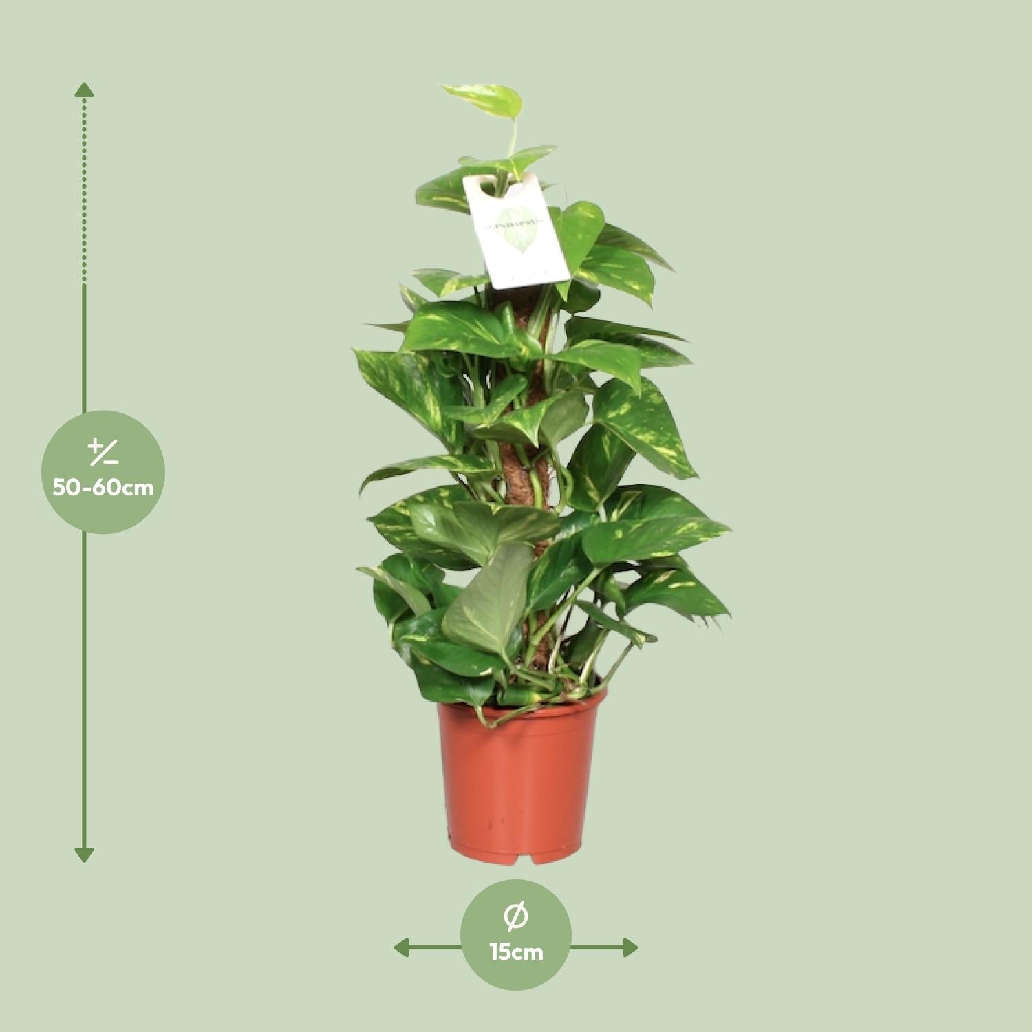 Epipremnum Aureum  - Ø15cm - ↕60cm 