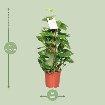 Epipremnum Aureum  - Ø15cm - ↕60cm 