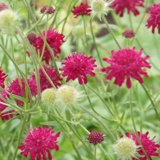 Knautia macedonica – 24 Pflanzen – Ø9cm – Höhe 10-25cm – Winterharte Staude – Tiefrote Blütendolden – Bienen- & Schmetterlingsfreundlich für Beet & Präriegarten
