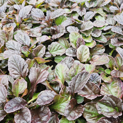 Ajuga reptans – Kriechender Günsel Ø9cm – Höhe 10-25cm – Bodendecker für Halbschatten & Schatten – Blauer Blütenteppich – 24 Pflanzen