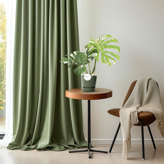Fensterblatt – Monstera Thai Constellation – Zimmerpflanze – Ø15cm – ↕40–50cm – Seltene Panaschierung & dekorative Blattform – Pflegeleicht & luftreinigend 