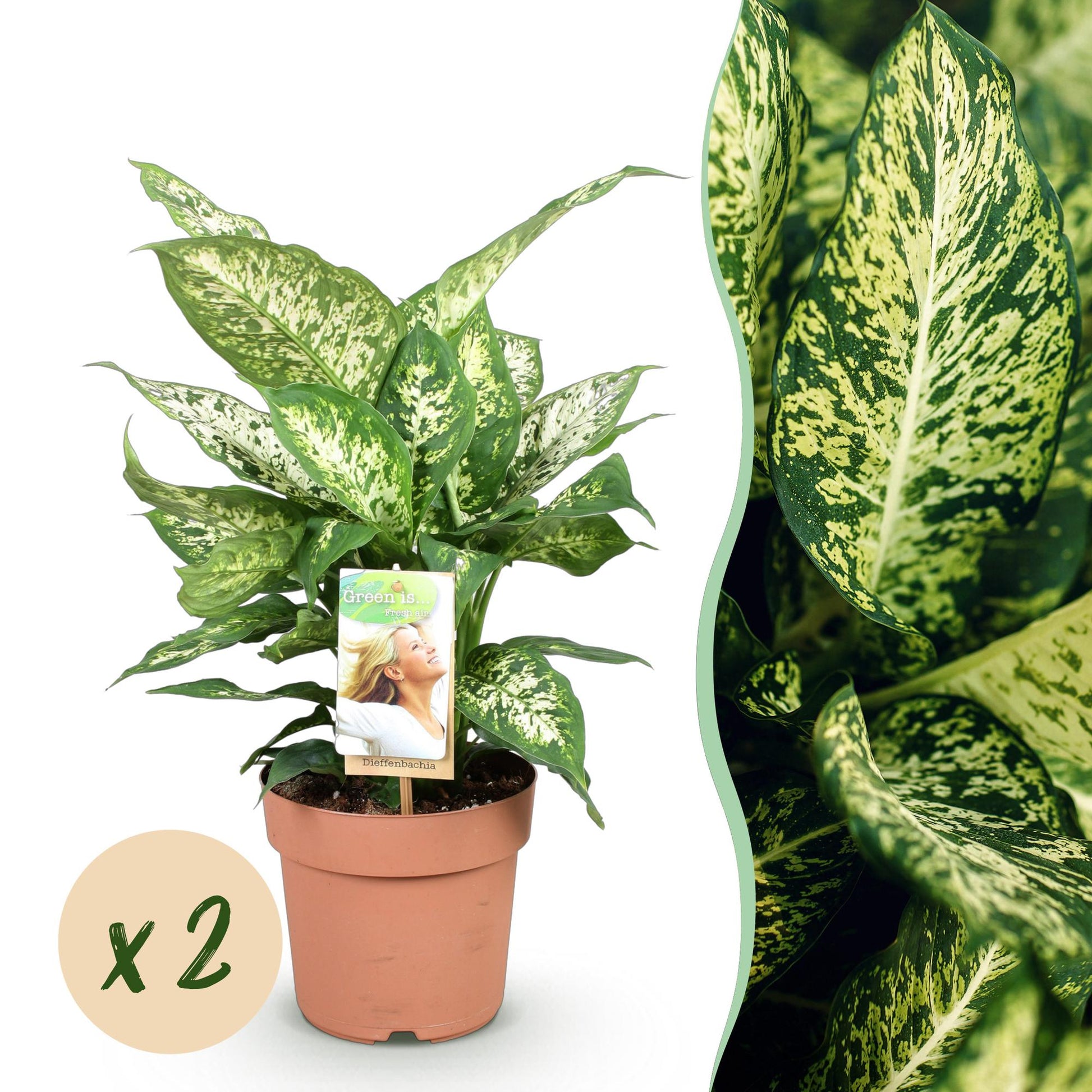 Green boutiQ - Zimmerpflanzen - Diefenbachia Compacta - Dieffenbachia - Pflegeleicht - Bunt - 2 Pflanzen - Topf 17cm - Höhe 45-50cm 