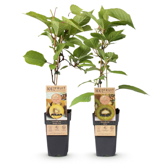 Obstpflanzen Grüne Kiwi 'Jenny' & Goldene Kiwi – 2 Pflanzen – 15cm – Höhe 50cm – Süße, vitaminreiche Früchte – Pflegeleicht & winterhart