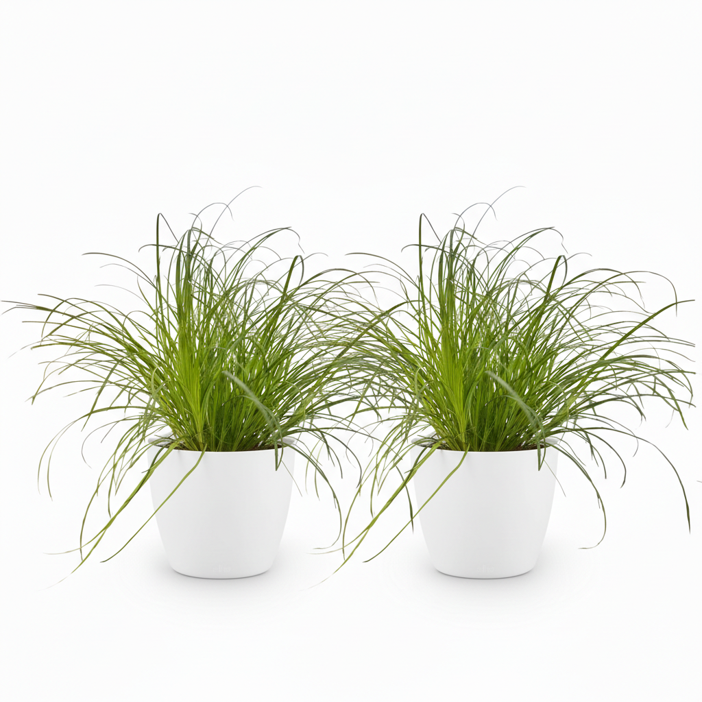 Green boutiQ - Zimmerpflanze - Cyperus alternifolius Zumula - Katzenpflanze - Haustierfreundliche Pflanze - Grün - 2 Pflanzen - mit Potter Weiß - Topf 12cm - Höhe 20cm 