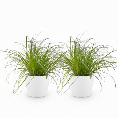 Green boutiQ - Zimmerpflanze - Cyperus alternifolius Zumula - Katzenpflanze - Haustierfreundliche Pflanze - Grün - 2 Pflanzen - mit Potter Weiß - Topf 12cm - Höhe 20cm 