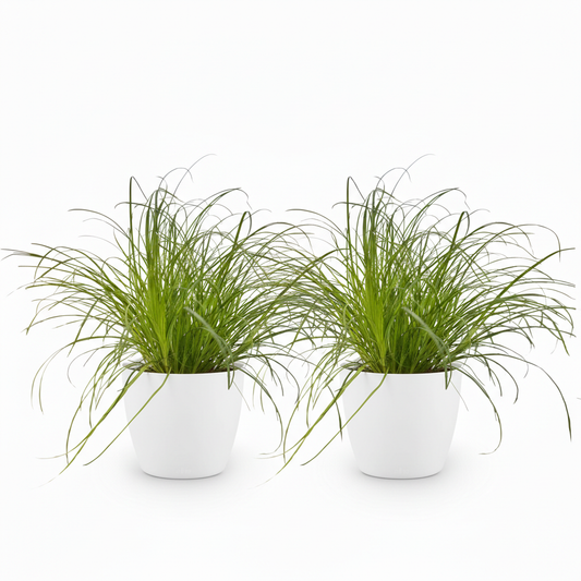 Green boutiQ - Zimmerpflanze - Cyperus alternifolius Zumula - Katzenpflanze - Haustierfreundliche Pflanze - Grün - 2 Pflanzen - mit Potter Weiß - Topf 12cm - Höhe 20cm 