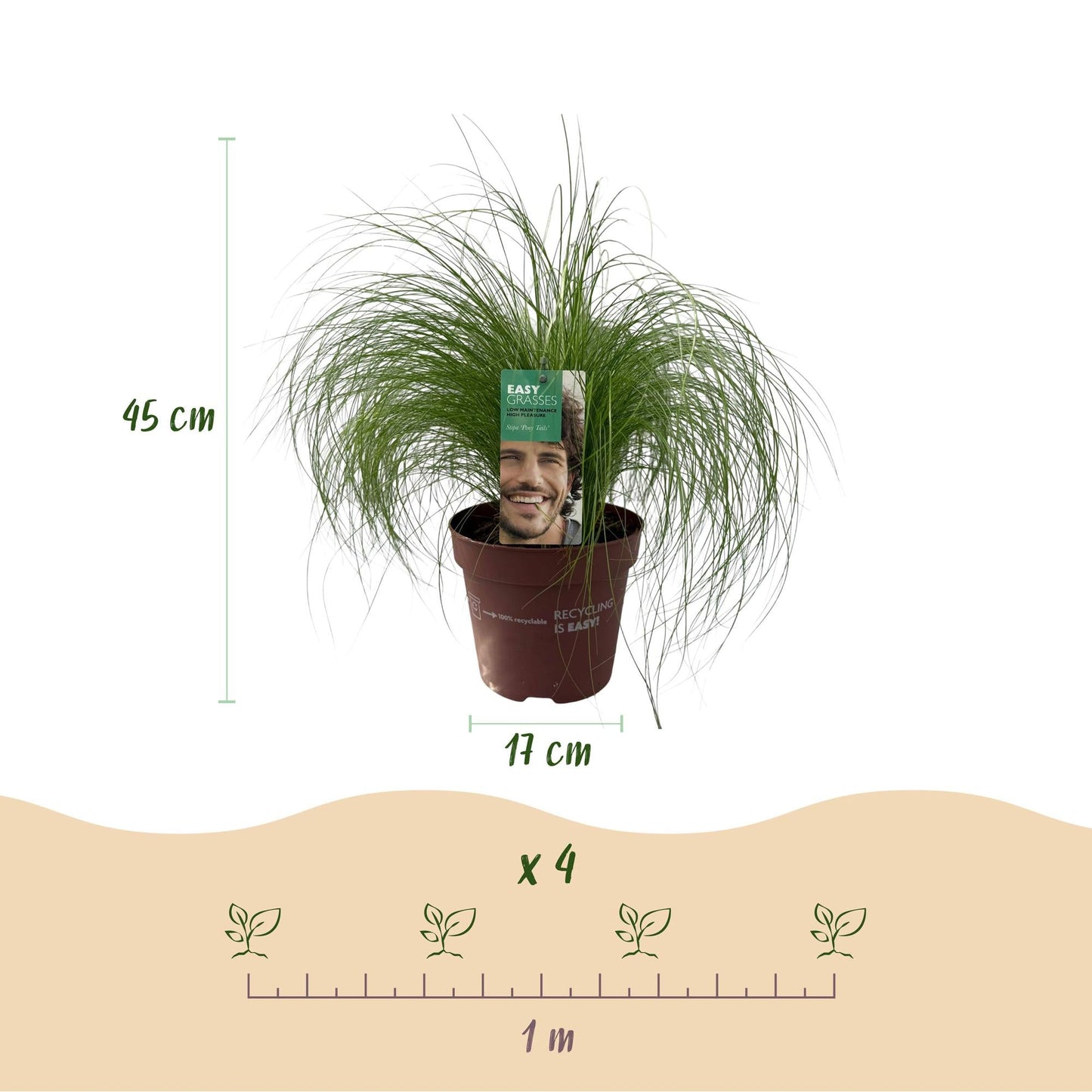 Zartes Federgras Stipa tenuifolia Pony Tails – 2 Pflanzen – Ø17cm – Immergrün, pflegeleicht & trockenheitsresistent – Höhe ca. 50cm – Bienenfreundlich & vielseitig 