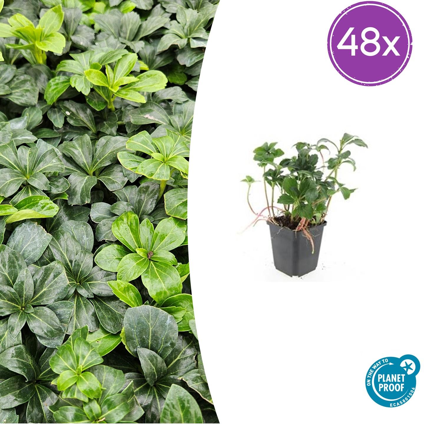 Schattengrün Pachysandra terminalis 'Green Sheen' – 48 Pflanzen – ↕10-25 cm – Ø9 cm – Immergrüner Bodendecker – Winterhart & pflegeleicht – Schattengarten 