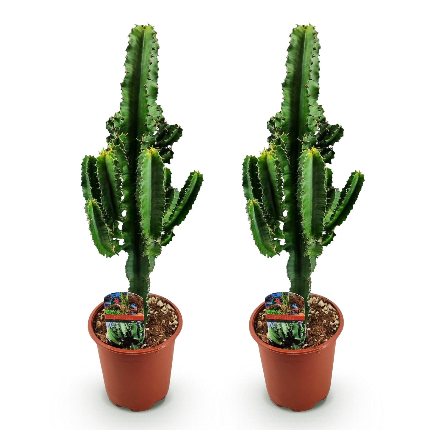 Green boutiQ - Zimmerpflanze - Euphorbia eritrea - Afrikanischer Milchbaum - Wenig Pflege - Grün - 2 - Topf 17cm - Höhe 60cm 