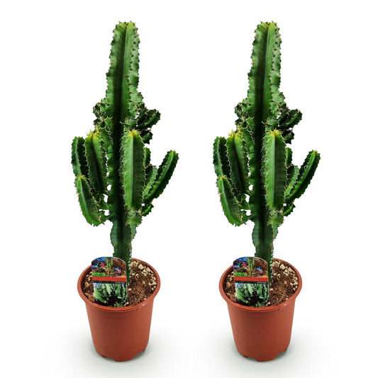 Green boutiQ - Zimmerpflanze - Euphorbia eritrea - Afrikanischer Milchbaum - Wenig Pflege - Grün - 2 - Topf 17cm - Höhe 60cm 