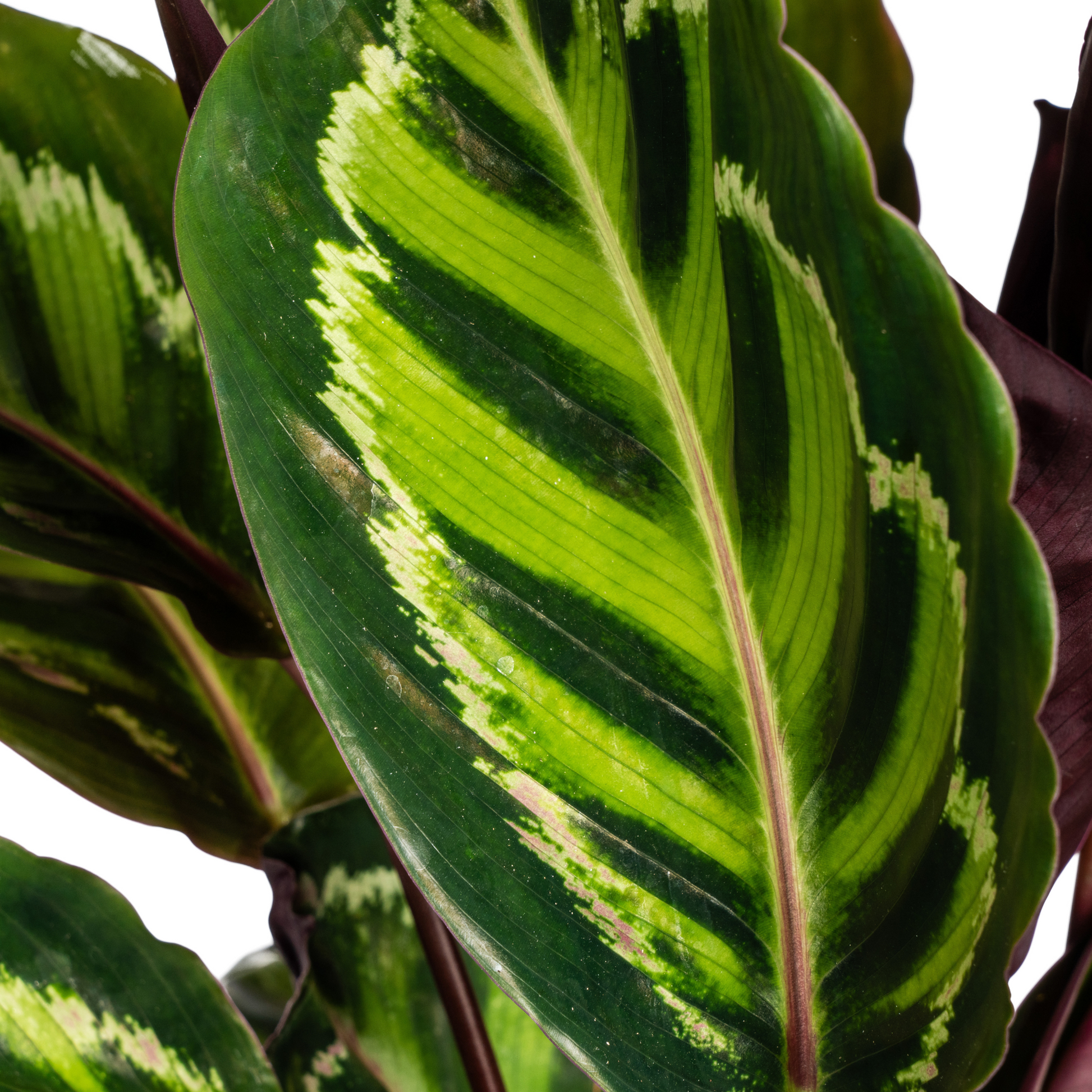 Korbmarante Calathea Roseopicta – Zimmerpflanze – Ø17 cm – 40–50 cm hoch – dekoratives Blattwerk 