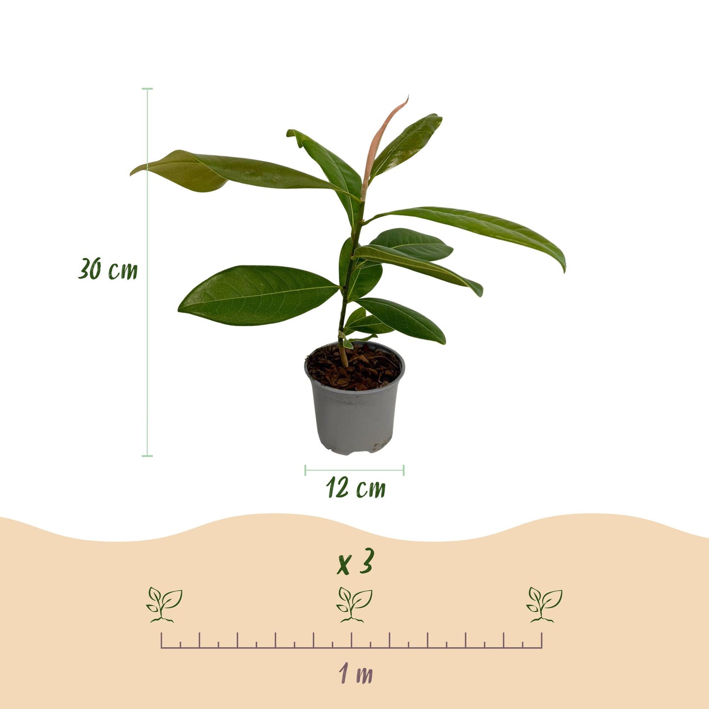 GreenboutiQ - Gartenpflanze - Magnolia grandiflora - Blüte Weiß - 3 Pflanzen - Immergrün - Wenig Pflege - Topf 12cm Höhe 30cm 